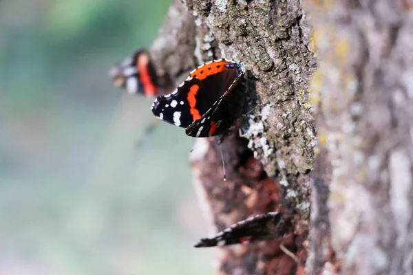 红上将蝴蝶瓦内萨亚特兰大在树上 — 图库照片