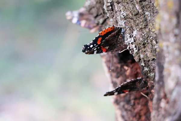 Kırmızı Amiral kelebek Vanessa atalanta bir ağaç üzerinde — Stok fotoğraf