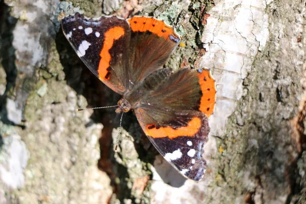 Borboleta vermelha do almirante Vanessa atalanta em uma árvore — Fotografia de Stock