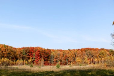 Eski vahşi doğal orman kayın ağaçlarının Güz