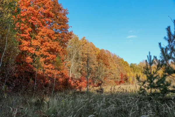 Bosque natural salvaje de viejos árboles de haya en otoño —  Fotos de Stock