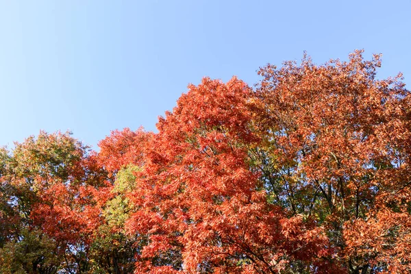 Bosque natural salvaje de viejos árboles de haya en otoño — Foto de Stock