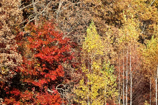 Bosque natural salvaje de viejos árboles de haya en otoño — Foto de Stock