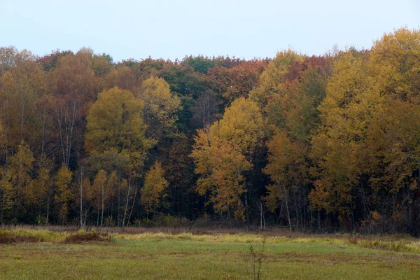 Eski vahşi doğal orman kayın ağaçlarının Güz — Stok fotoğraf