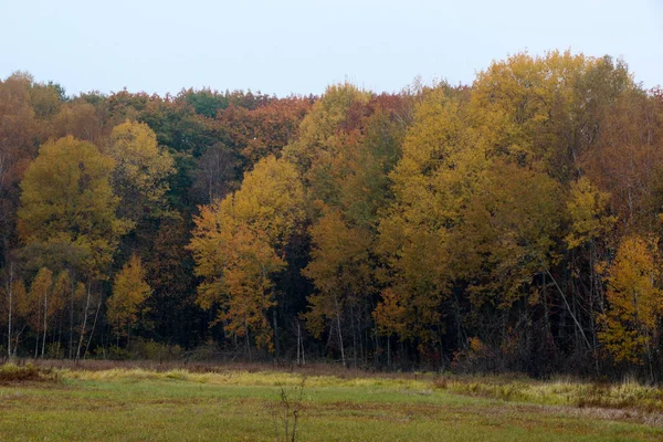 Bosque natural salvaje de viejos árboles de haya en otoño —  Fotos de Stock