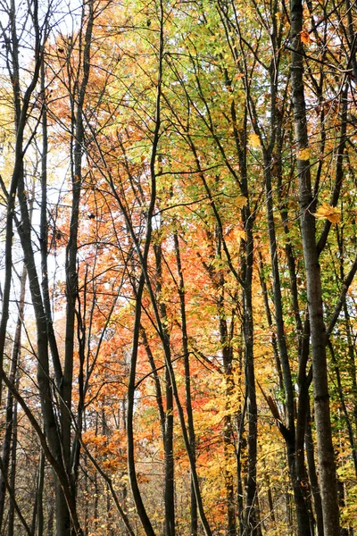 Bosque natural salvaje de viejos árboles de haya en otoño — Foto de Stock