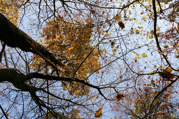 Bosque natural salvaje de viejos árboles de haya en otoño — Foto de Stock