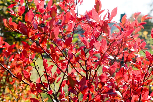 Hojas rojas de Barberry de colores otoñales. Fondo de otoño . — Foto de Stock