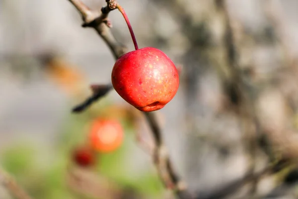 小さな赤いリンゴと青い空。マルスのフロリバンダ. — ストック写真