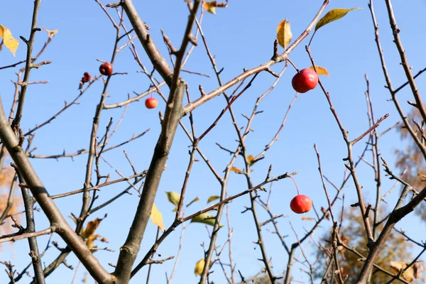Pequeñas manzanas rojas y cielo azul. Malus floribunda . — Foto de Stock