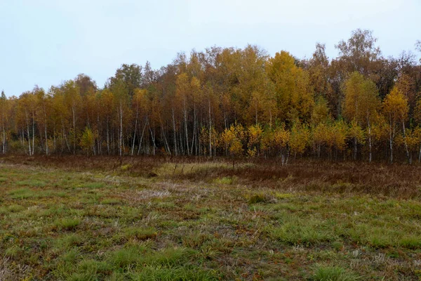 Selvaggia foresta naturale di faggi secolari in autunno — Foto Stock