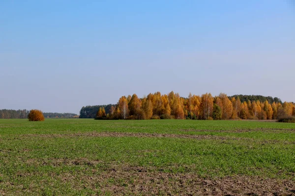 Divoké přírodní lesní staré buky na podzim — Stock fotografie