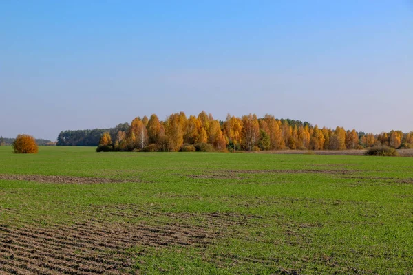 Vilda naturliga skog av gamla bokträd i höst — Stockfoto