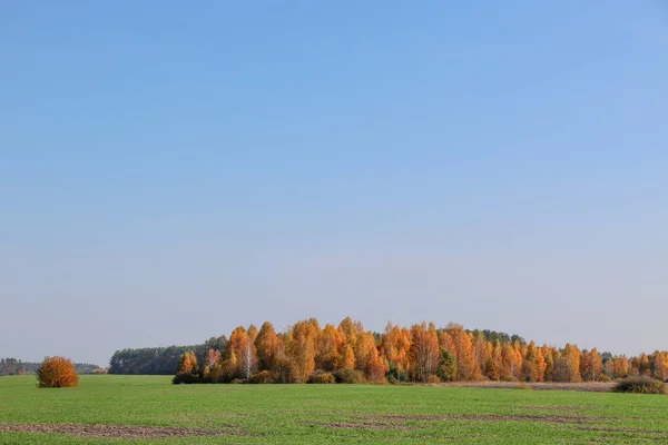 Divoké přírodní lesní staré buky na podzim — Stock fotografie