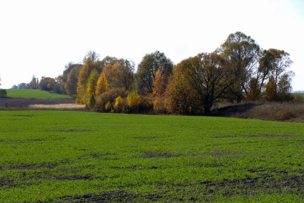 Vilda naturliga skog av gamla bokträd i höst — Stockfoto