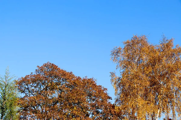 Gelbe Blätter vor blauem Himmel an einem Herbstmorgen — Stockfoto