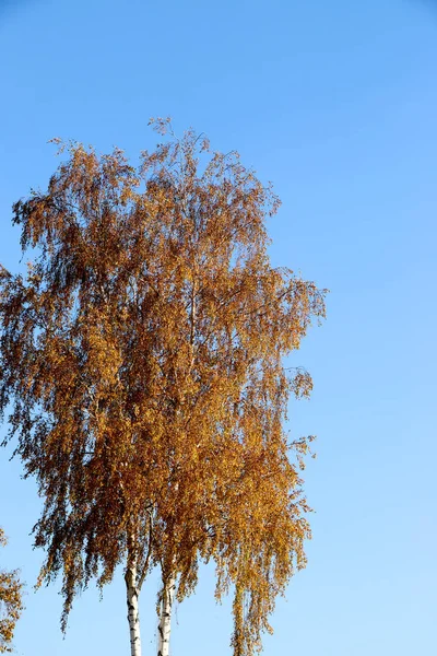 Gele bladeren tegen een blauwe hemel op een herfst ochtend — Stockfoto