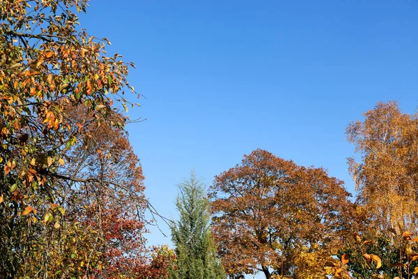 Gele Bladeren Tegen Een Blauwe Hemel Een Herfst Rood Berkenbomen — Stockfoto