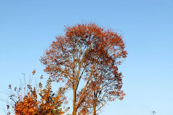 Gele bladeren tegen een blauwe hemel op een herfst ochtend — Stockfoto