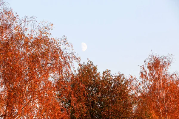 Gele bladeren tegen een blauwe hemel op een herfst ochtend — Stockfoto