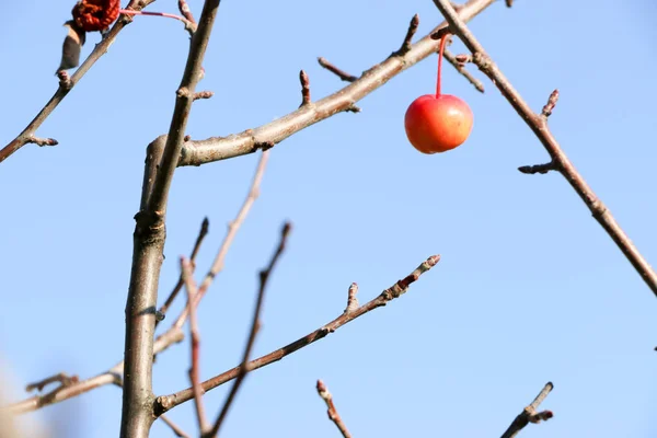 小红苹果和蓝天。苹果含笑. — 图库照片