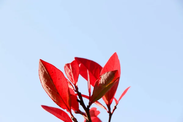 Hojas rojas de Barberry de colores otoñales. Fondo de otoño . — Foto de Stock