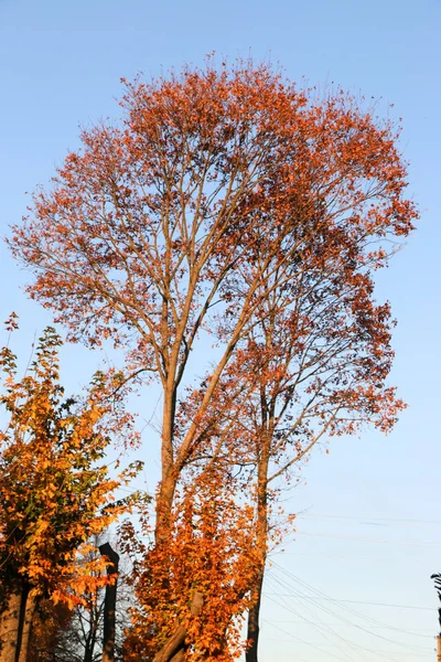 Gele bladeren tegen een blauwe hemel op een herfst ochtend — Stockfoto