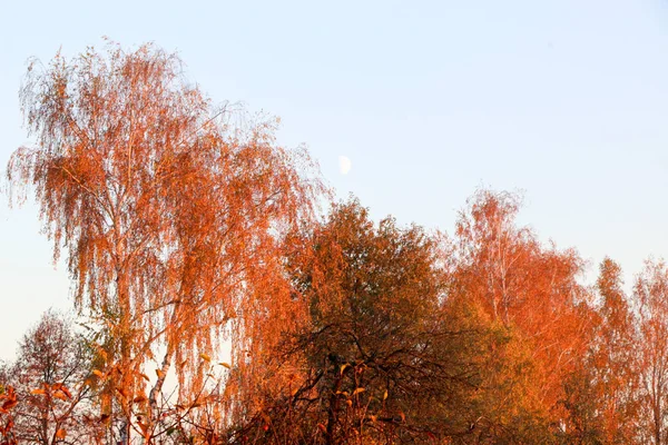 Gule blade mod en blå himmel på en efterårsmorgen - Stock-foto