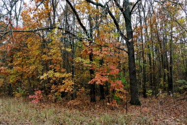 Eski vahşi doğal orman kayın ağaçlarının Güz