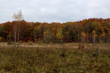 Eski vahşi doğal orman kayın ağaçlarının Güz
