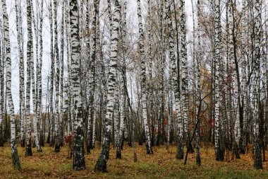 Eski vahşi doğal orman kayın ağaçlarının Güz