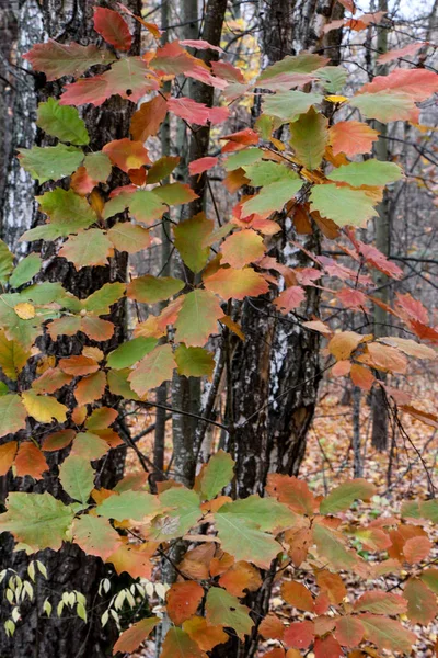 Wilder natürlicher Wald alter Buchen im Herbst — Stockfoto