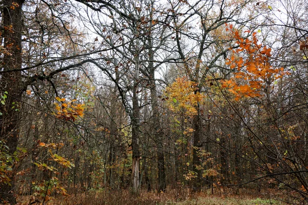 Selvaggia foresta naturale di faggi secolari in autunno — Foto Stock