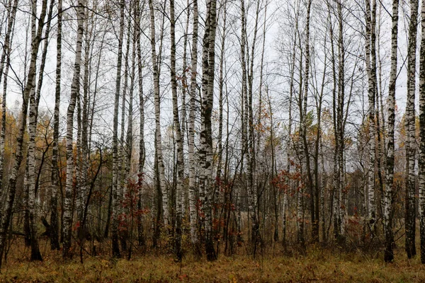 Bosque natural salvaje de viejos árboles de haya en otoño —  Fotos de Stock