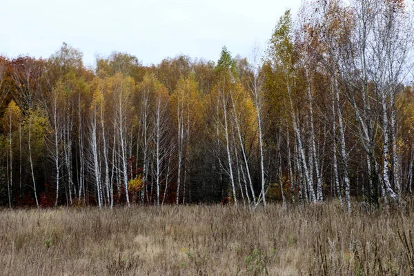 Bosque natural salvaje de viejos árboles de haya en otoño —  Fotos de Stock