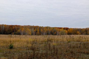 Sonbahar manzara. Sonbahar orman üzerinde kara bulutlar. Sararmış çim sahada.