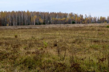 Sonbahar manzara. Sonbahar orman üzerinde kara bulutlar. Sararmış çim sahada.
