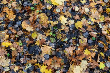 Renkli artalanları görüntüyü düşmüş sonbaharın mevsimlik kullanım için mükemmel bırakır. Metin için yer.