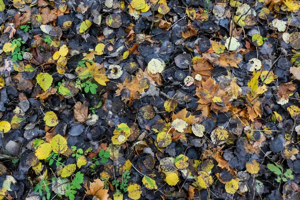 Imagen colorida de fondo de hojas caídas de otoño perfectas para uso estacional. Espacio para texto . — Foto de Stock