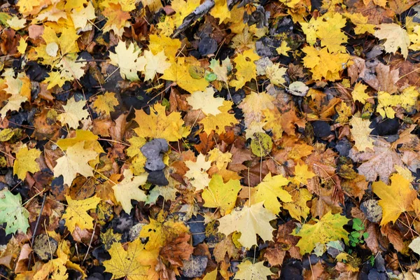 Imagem de fundo colorida de folhas de outono caídas perfeitas para uso sazonal. Espaço para texto . — Fotografia de Stock