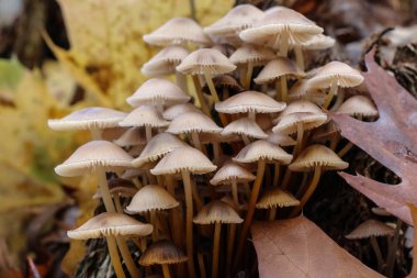Sonbaharda Mycena alcalina eski güdük üzerinde mantar