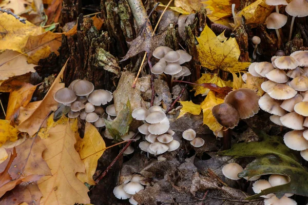 Mushrooms Mycena alcalina on the old stump in the autumn — Stock Photo, Image