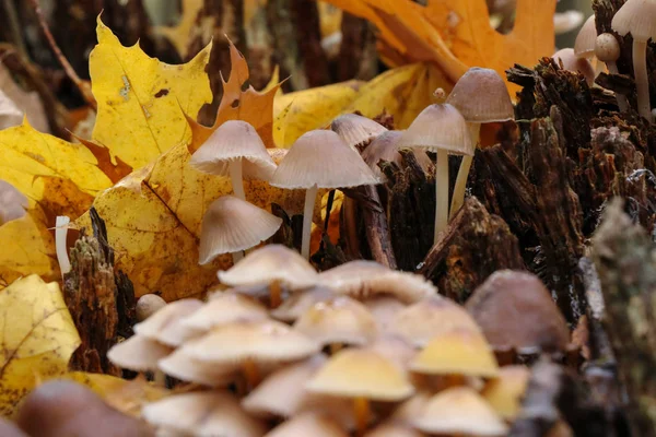 Cogumelos Mycena alcalina no velho toco no outono — Fotografia de Stock