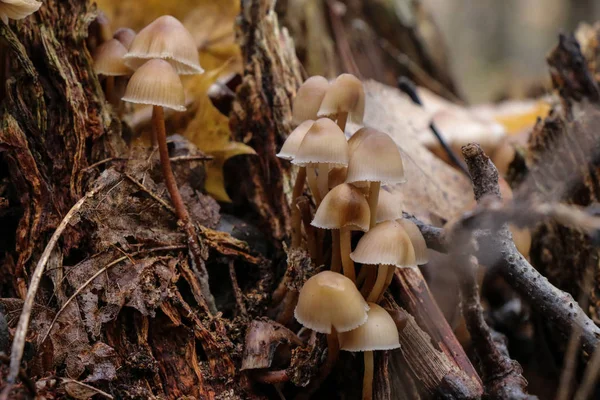 Грибы Mycena alcalina на старом пне осенью — стоковое фото