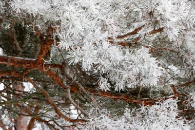 Kozalaklı dalları bulanık arka plan üzerinde beyaz buz kaplı iğneler ile kapatın. Kış manzarası güneş ışığı ile. Seçici odak.