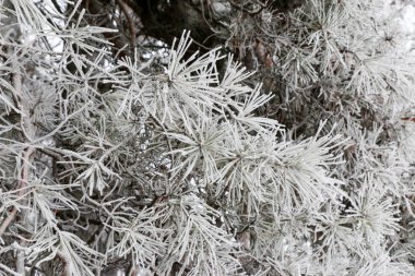 Kozalaklı dalları bulanık arka plan üzerinde beyaz buz kaplı iğneler ile kapatın. Kış manzarası güneş ışığı ile. Seçici odak.
