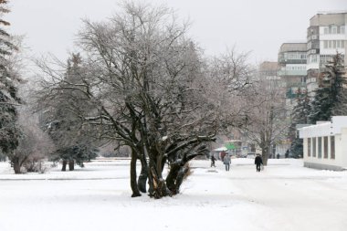 Hoarfrost arka plan üzerinde ağaçların dallarında kış