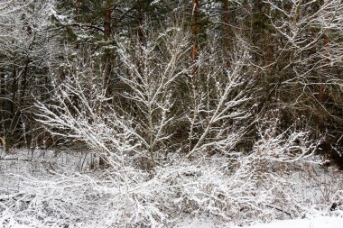 Hoarfrost arka plan üzerinde ağaçların dallarında kış