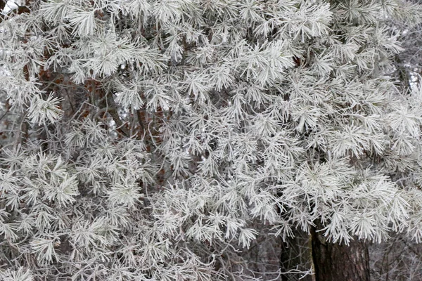 Gałęzie Drzew Iglastych Bliska Igły Pokryte Szron Tle Rozmazany Zimowej — Zdjęcie stockowe
