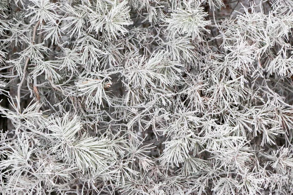 Gałęzie Drzew Iglastych Bliska Igły Pokryte Szron Tle Rozmazany Zimowej — Zdjęcie stockowe